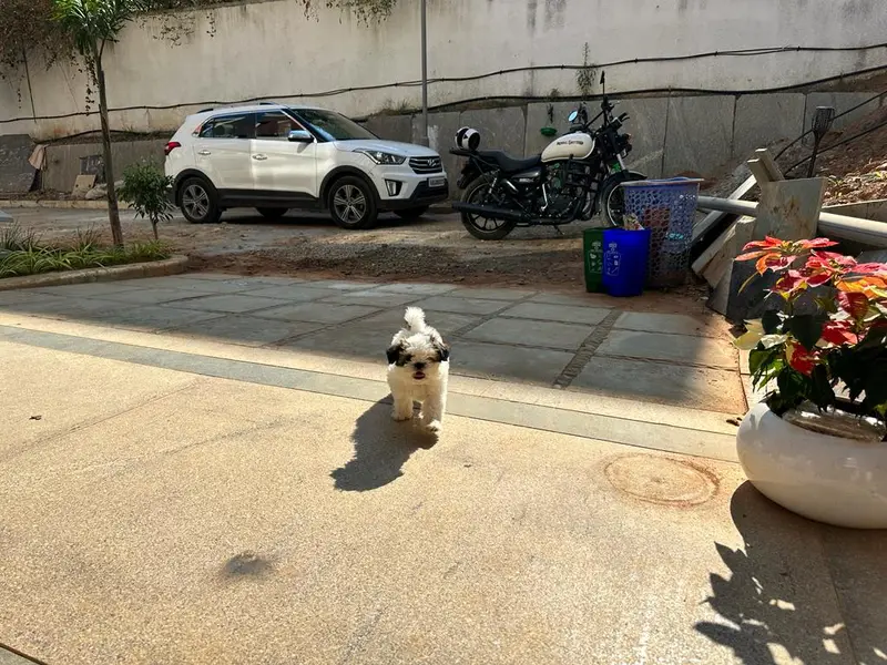 Siddharth dog trainer, photo 2