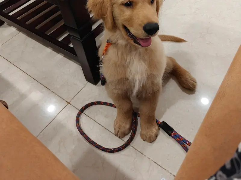 Siddharth dog trainer, photo 3