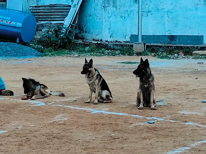 Siddharth dog trainer, photo 4