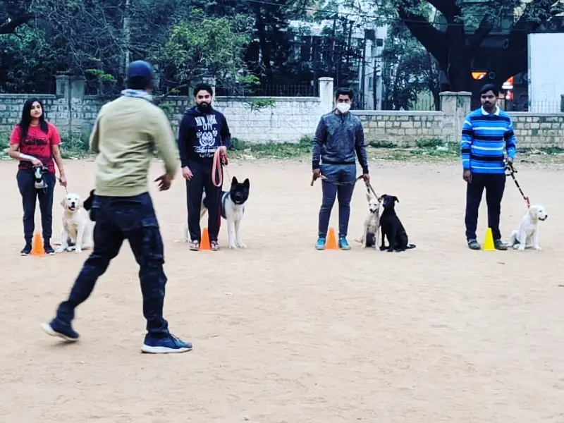 Siddharth dog trainer, photo 5