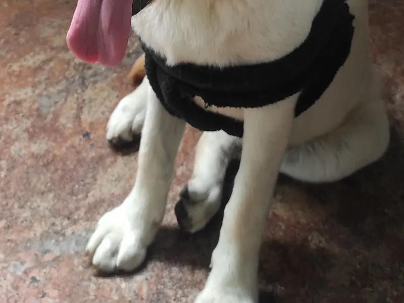 Sudha Pet life Care, photo 2