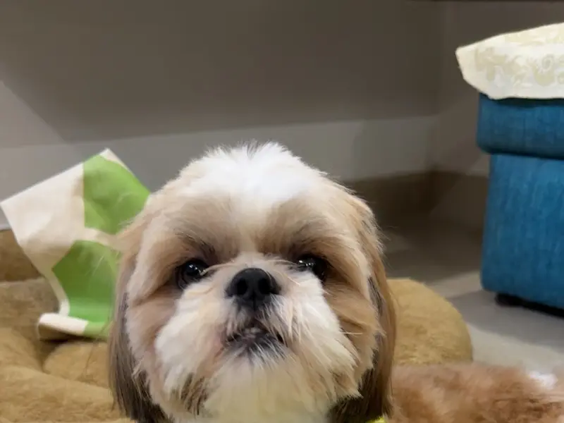 Supertails Banashankari Pet Clinic & Grooming Centre, photo 5