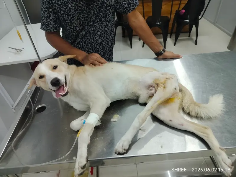 SWASTHYA PET CLINIC, photo 2