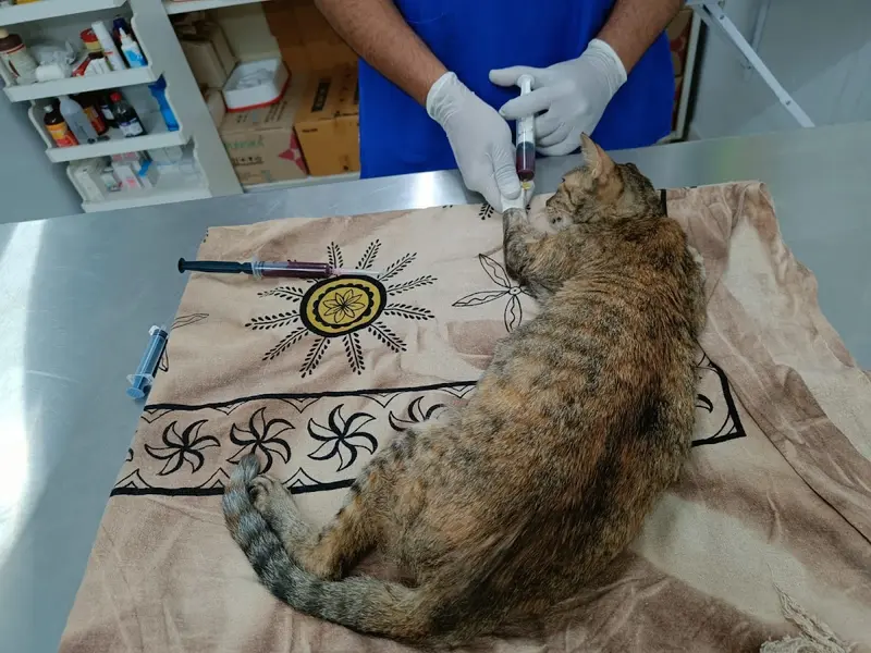 SWASTHYA PET CLINIC, photo 3
