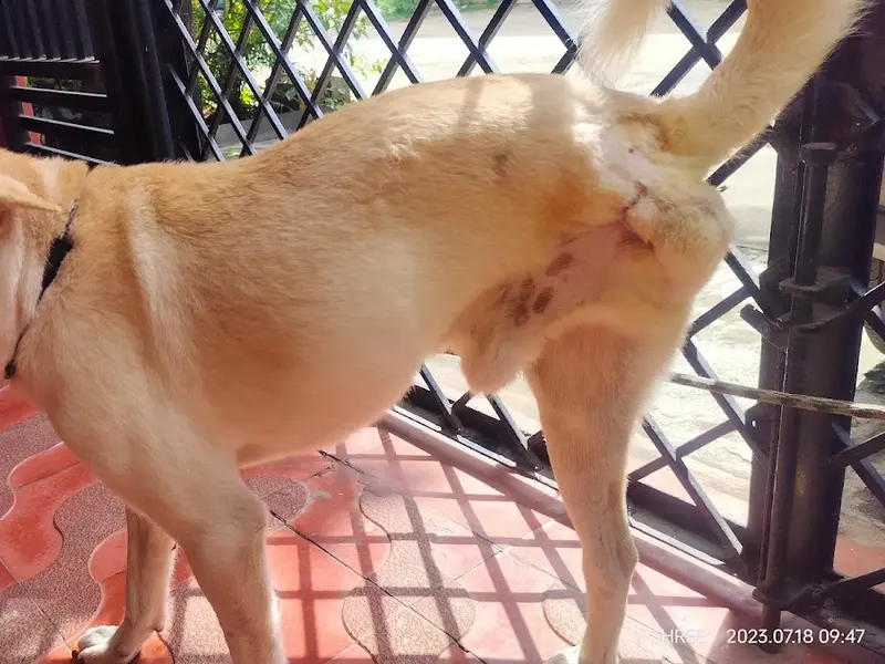 SWASTHYA PET CLINIC, photo 4