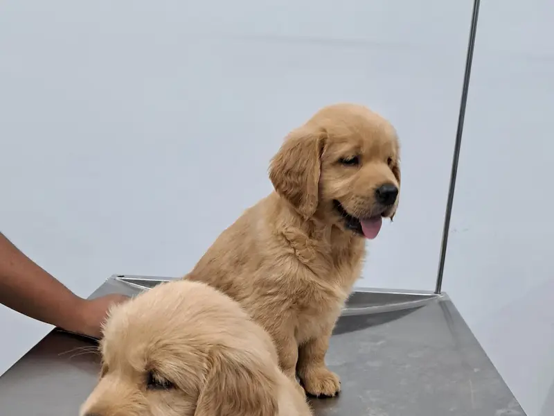 SWASTHYA PET CLINIC, photo 5