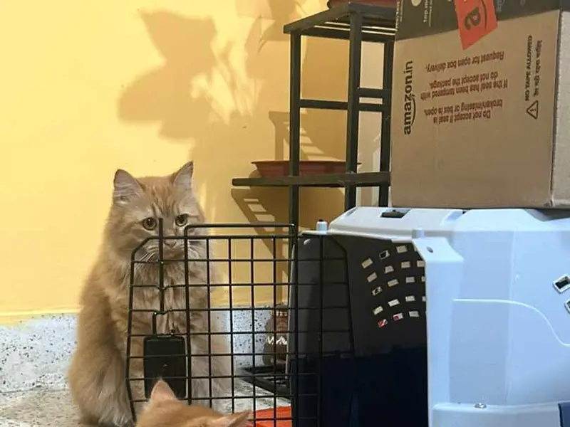 The pet boarding, photo 5