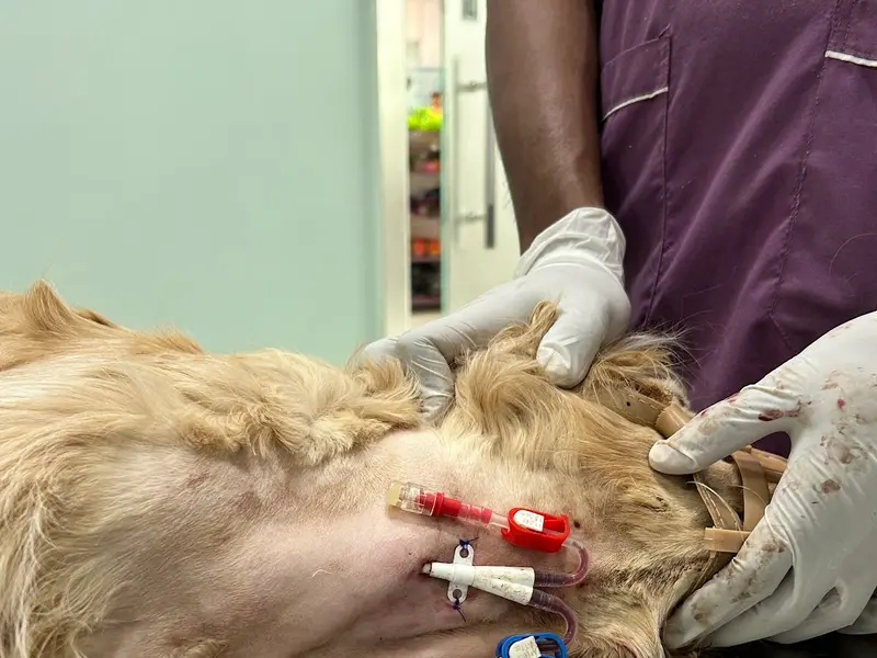 VIMS Pet Hospital – Trusted Veterinarian Clinic for pets, photo 3