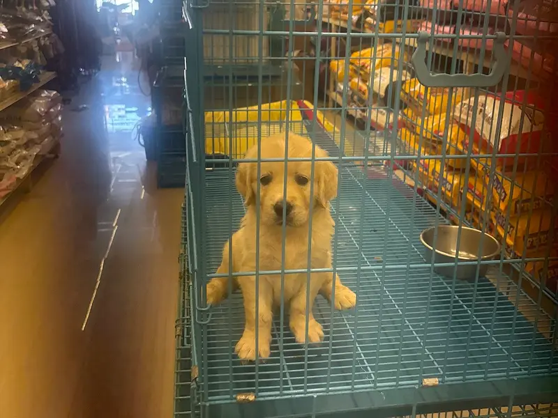 A Class Kennels, photo 4