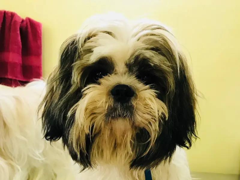 AASRA PET CLINIC, photo 2