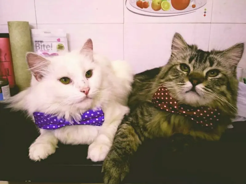 AASRA PET CLINIC, photo 5