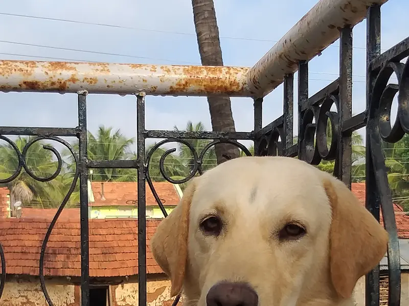 K9 Gurukul, photo 3