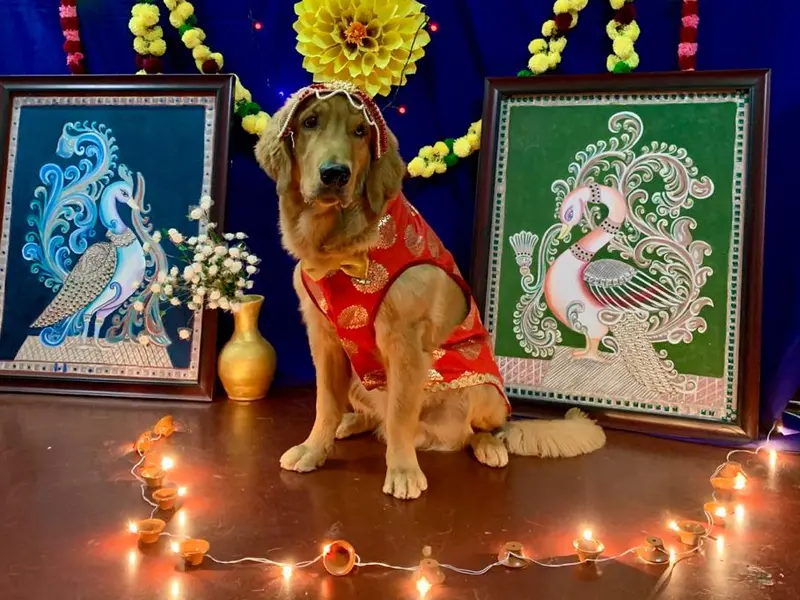 K9 Gurukul, photo 4
