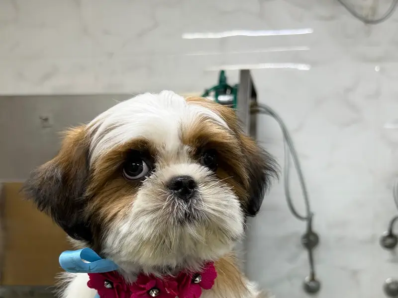 The Canine Makeover, photo 2