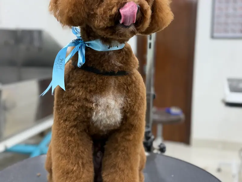 The Canine Makeover, photo 3