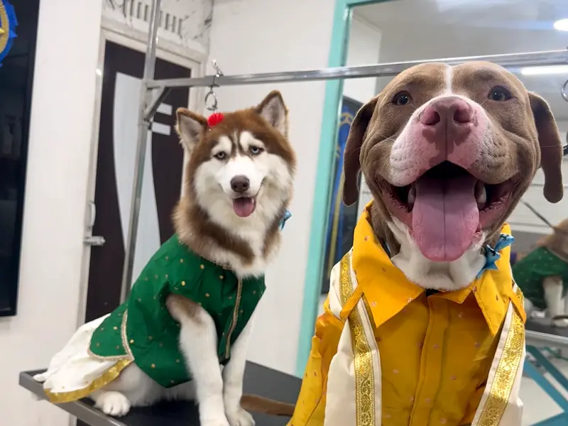 The Canine Makeover, photo 5