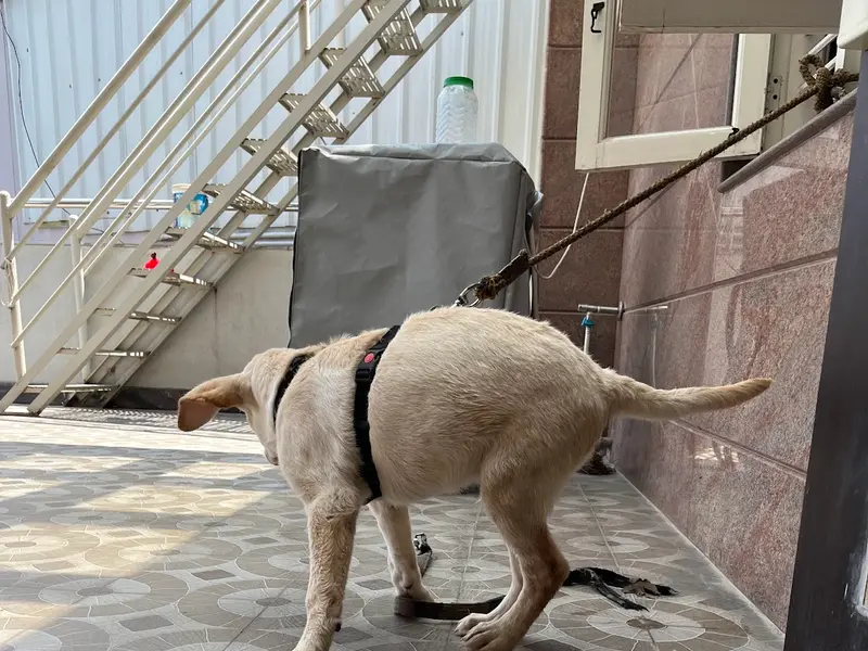 Aaraadhya Dog Boarding & Grooming Center, photo 2