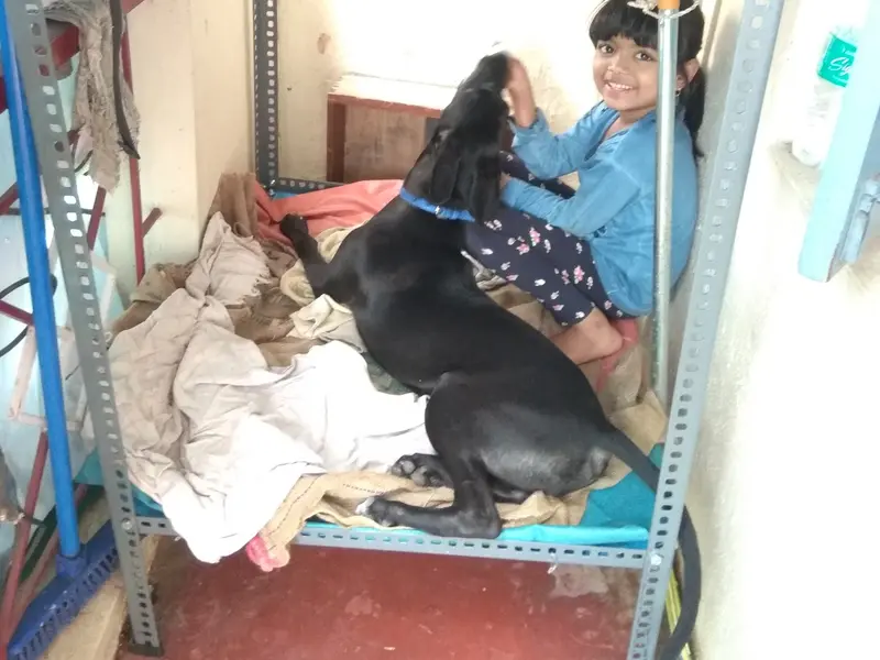 Aaraadhya Dog Boarding & Grooming Center, photo 4