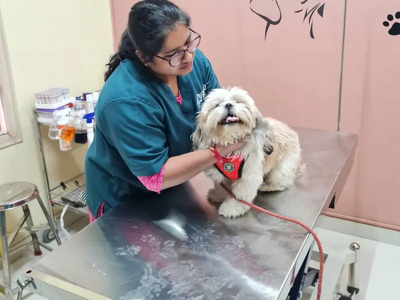Curio Pets Clinic, photo 2