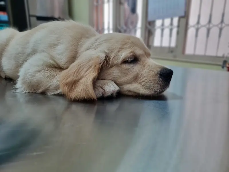 Curio Pets Clinic, photo 3