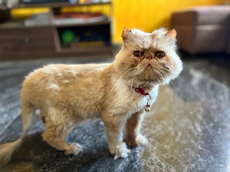 Curio Pets Clinic, photo 4