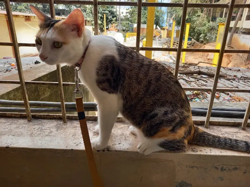 Curio Pets Clinic, photo 5