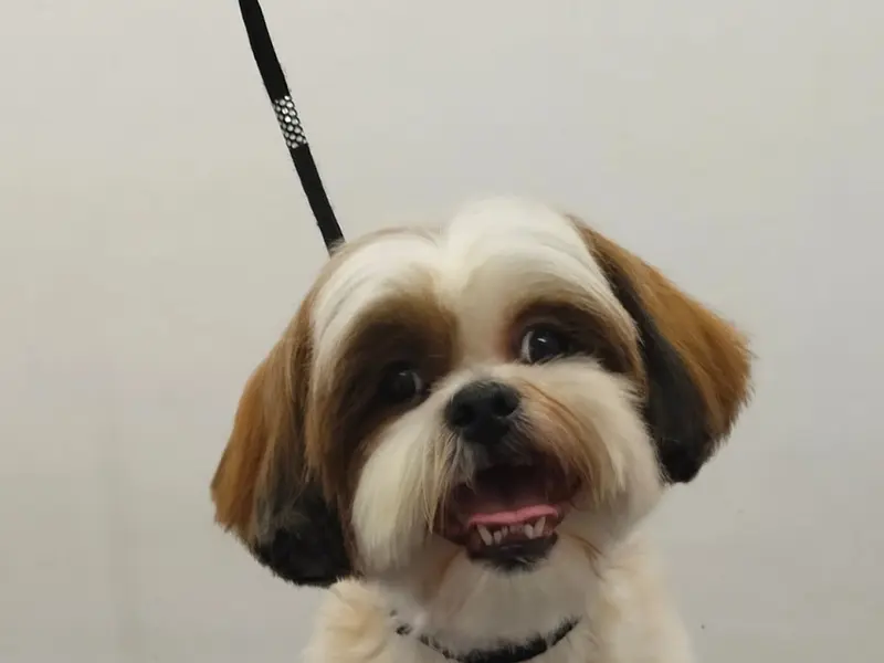 Furry&Guy - Clinic | Pet Store & The Dog Salon, photo 2