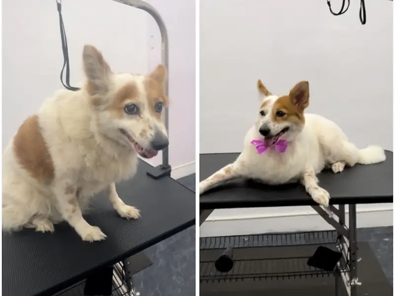 Furry&Guy - Clinic | Pet Store & The Dog Salon, photo 3