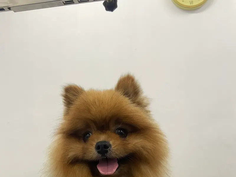 Furry&Guy - Clinic | Pet Store & The Dog Salon, photo 4