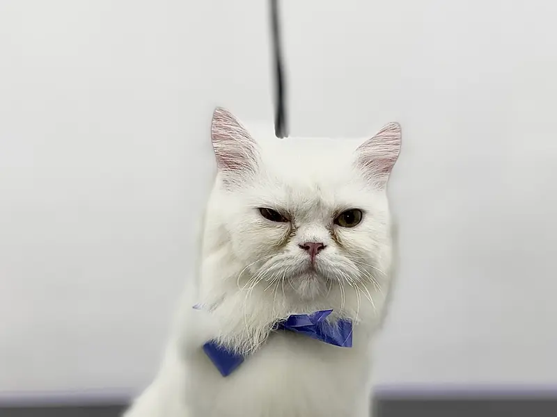 Furry&Guy - Clinic | Pet Store & The Dog Salon, photo 5