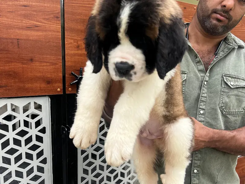 Kiran Puppy Farm Bangalore, photo 2