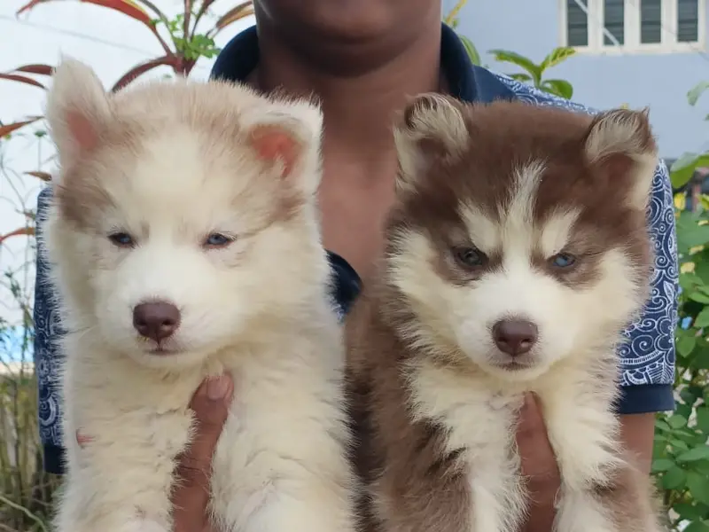 Kiran Puppy Farm Bangalore, photo 3