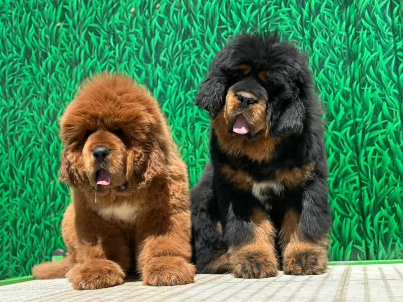 SCrazy pets - Dog breeder | Dog kennel | Dog | Puppies for sale in Bangalore | Dogs for sale in Bangalore, photo 2