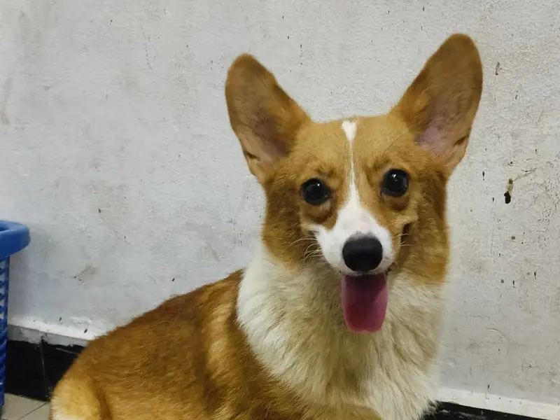 SCrazy pets - Dog breeder | Dog kennel | Dog | Puppies for sale in Bangalore | Dogs for sale in Bangalore, photo 3