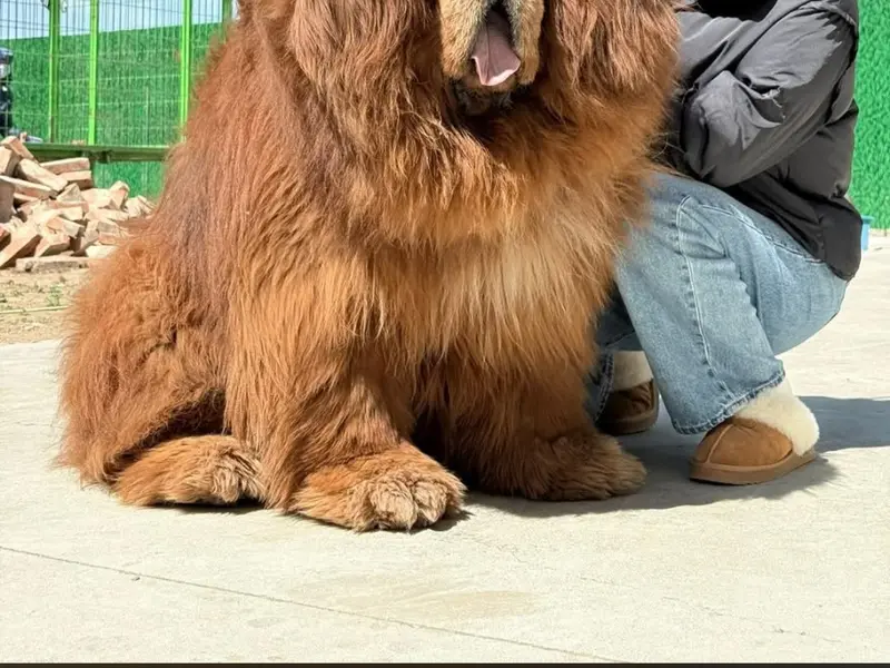 SCrazy pets - Dog breeder | Dog kennel | Dog | Puppies for sale in Bangalore | Dogs for sale in Bangalore, photo 5