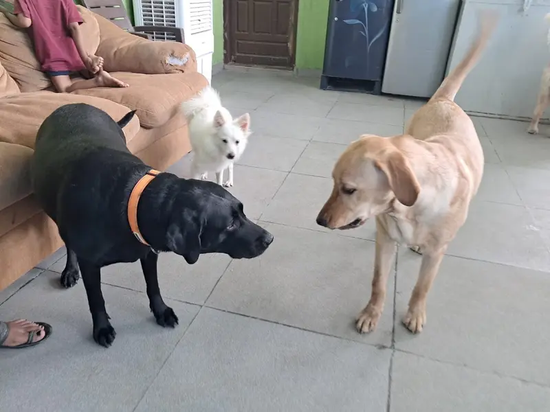Pet Stay Paradise, photo 2