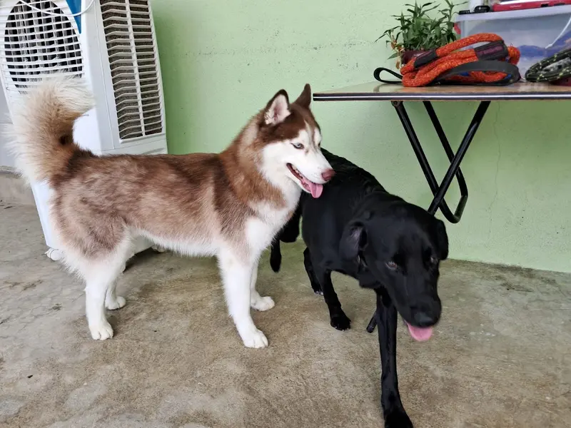Pet Stay Paradise, photo 3