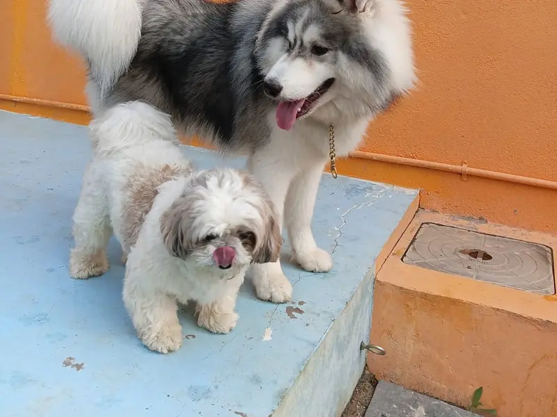Pet Stay Paradise, photo 4