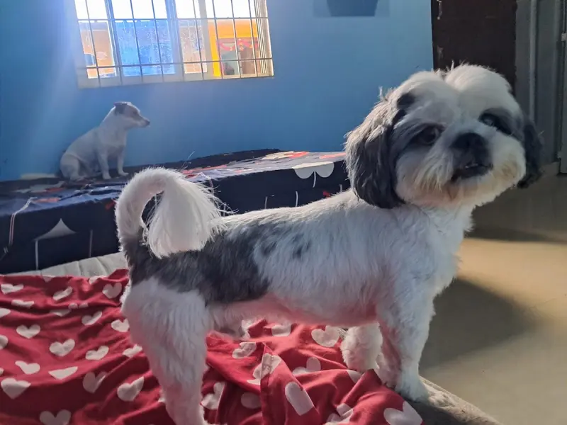 Pet Stay Paradise, photo 5