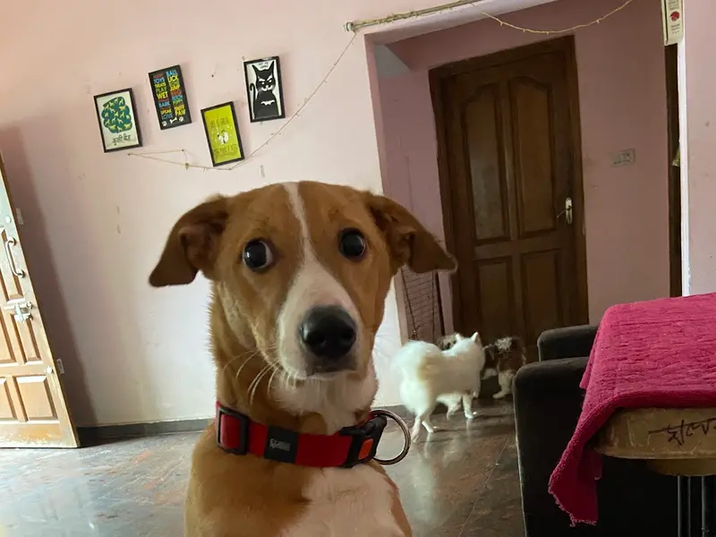 Petaholics Home Stay for Pets, photo 2