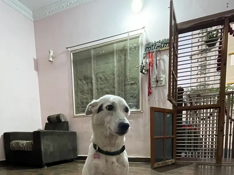 Petaholics Home Stay for Pets, photo 3