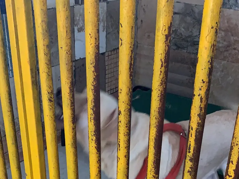 CARE Shelter New, photo 3