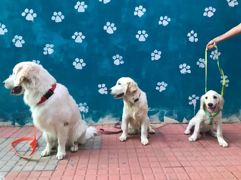 DogNation, photo 2