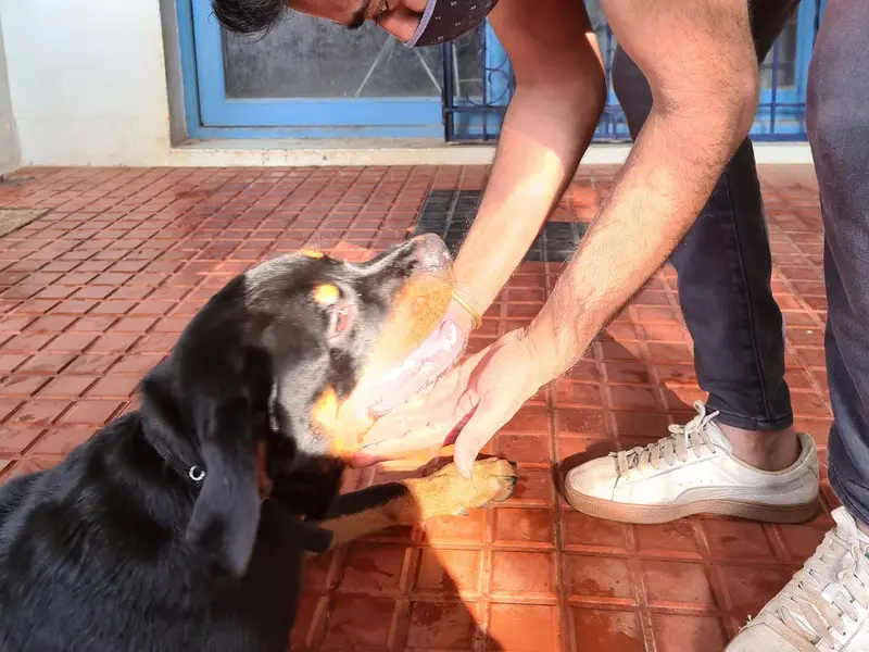 DogNation, photo 3