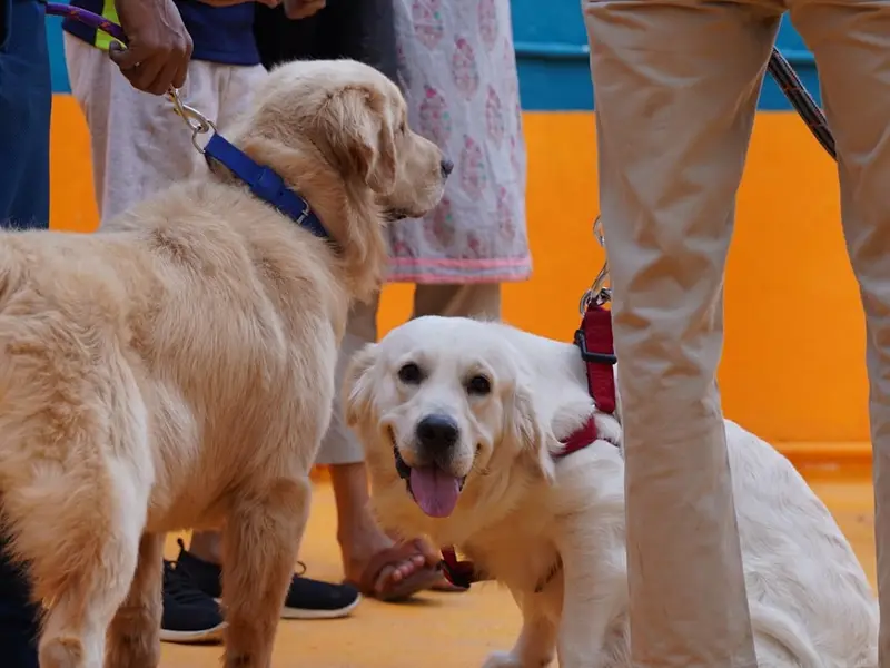 DogNation, photo 4