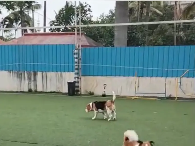 DogNation, photo 5