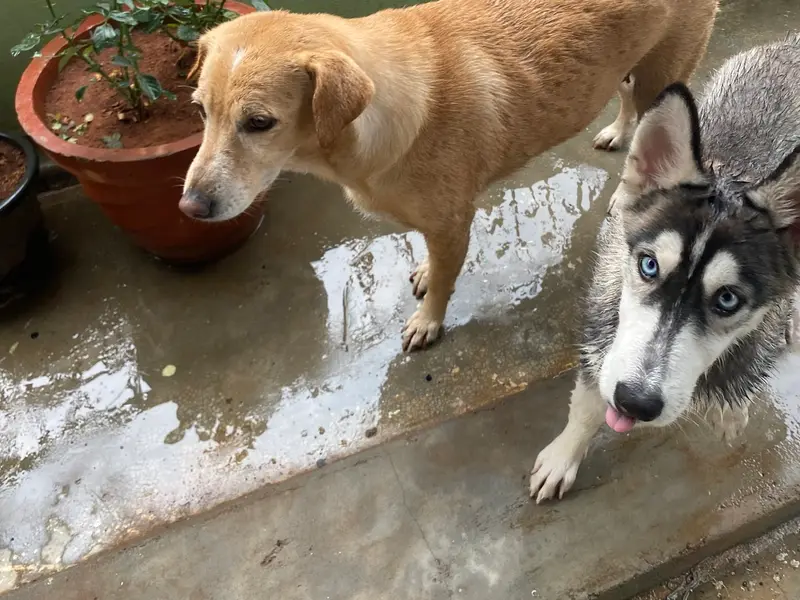 Dogs Can Do It, photo 2