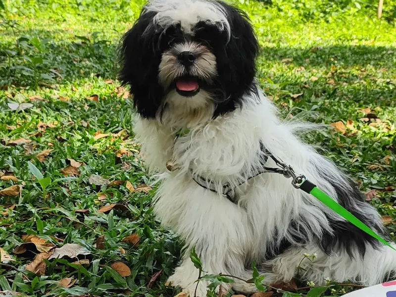 Dogs Can Do It, photo 4