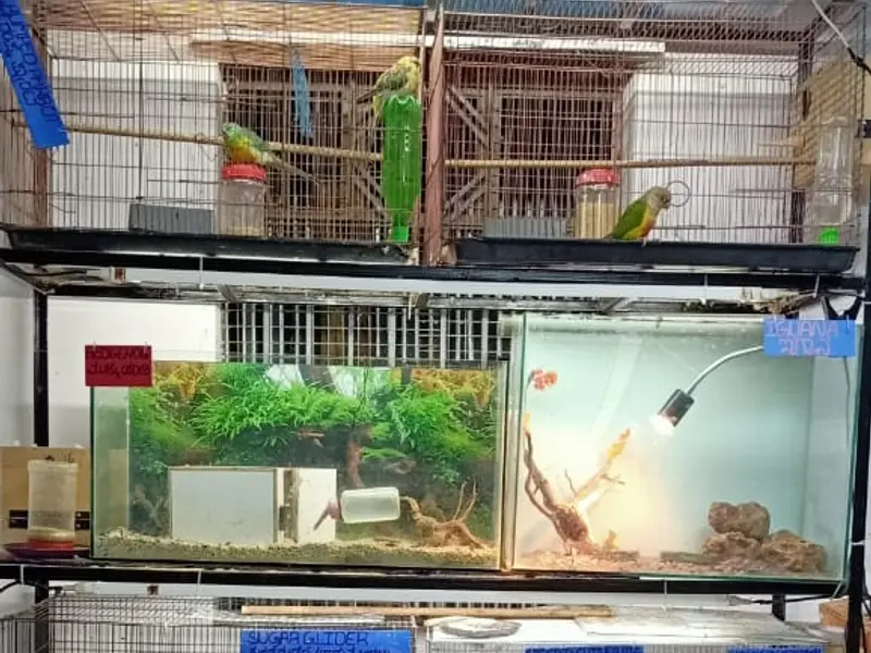 Amazing pet choice, photo 2