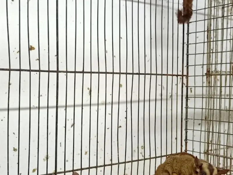 Amazing pet choice, photo 3